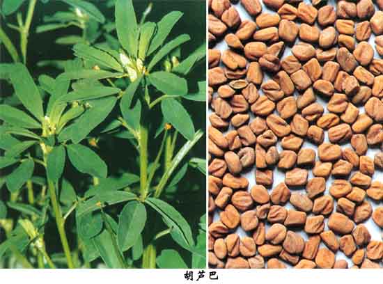Fenugreek seed extract Fenugreek seed extract